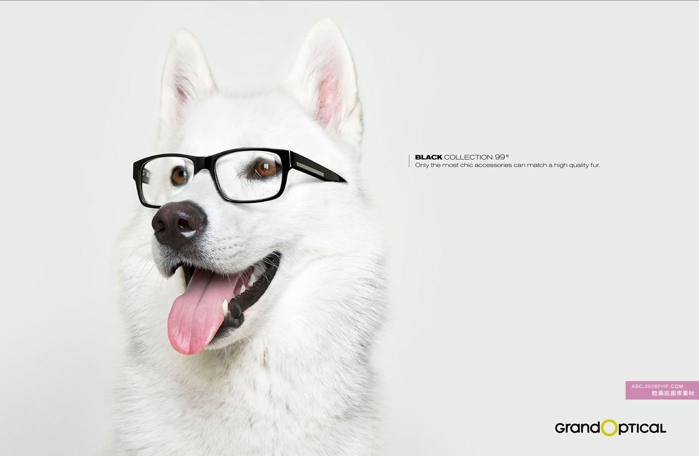 美国nearsightedness dog grand ptical近视眼宠物狗宣传广告欣赏