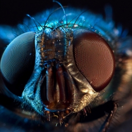 欧美昆虫摄影大师--抓拍昆虫眼睛近距微距放大摄影