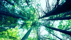 欧美Cinema Series I大自然风貌森林野生植物摄影图片