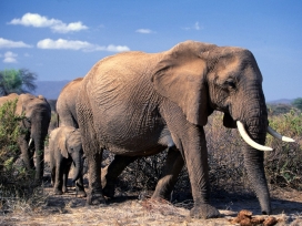 高清：来自世界各地的Animals-Elephants大象图片