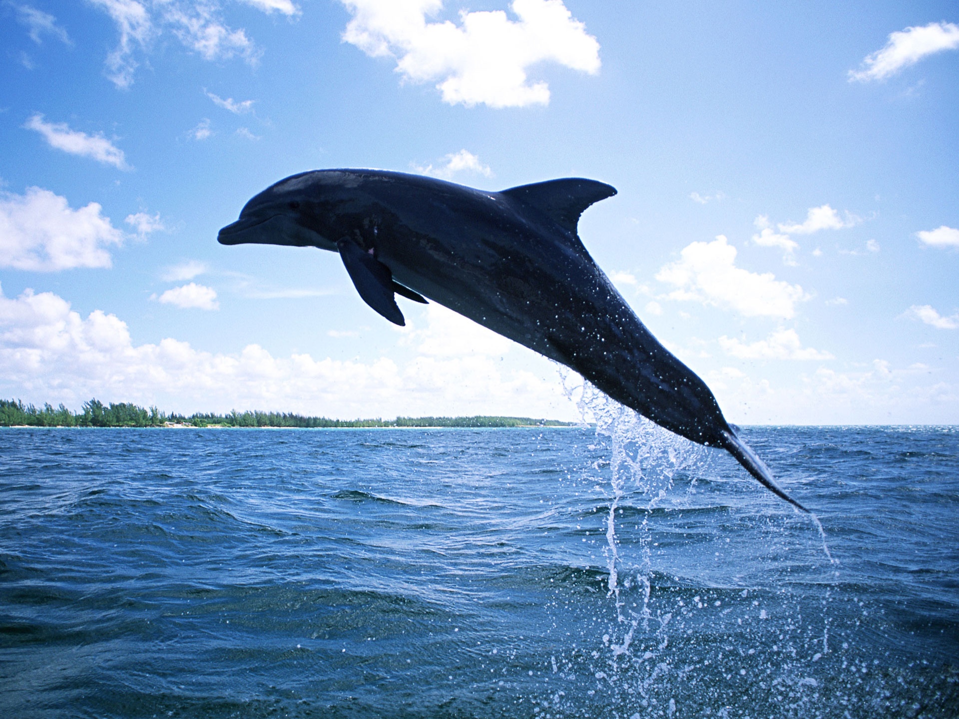 高清晰海洋生物摄影图-鲸鱼