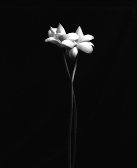 黑白效果摄影-Flowers花
