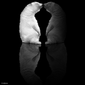 Vanity Lair cover & photoshoot熊主题摄影