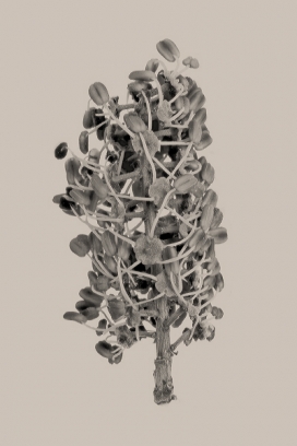 Botanica植物黑白摄影