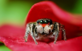 高清晰昆虫摄影-蜘蛛