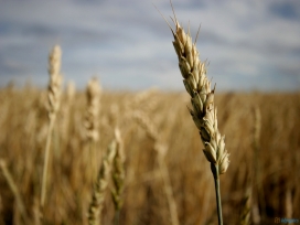 高清晰植物微距摄影-小麦