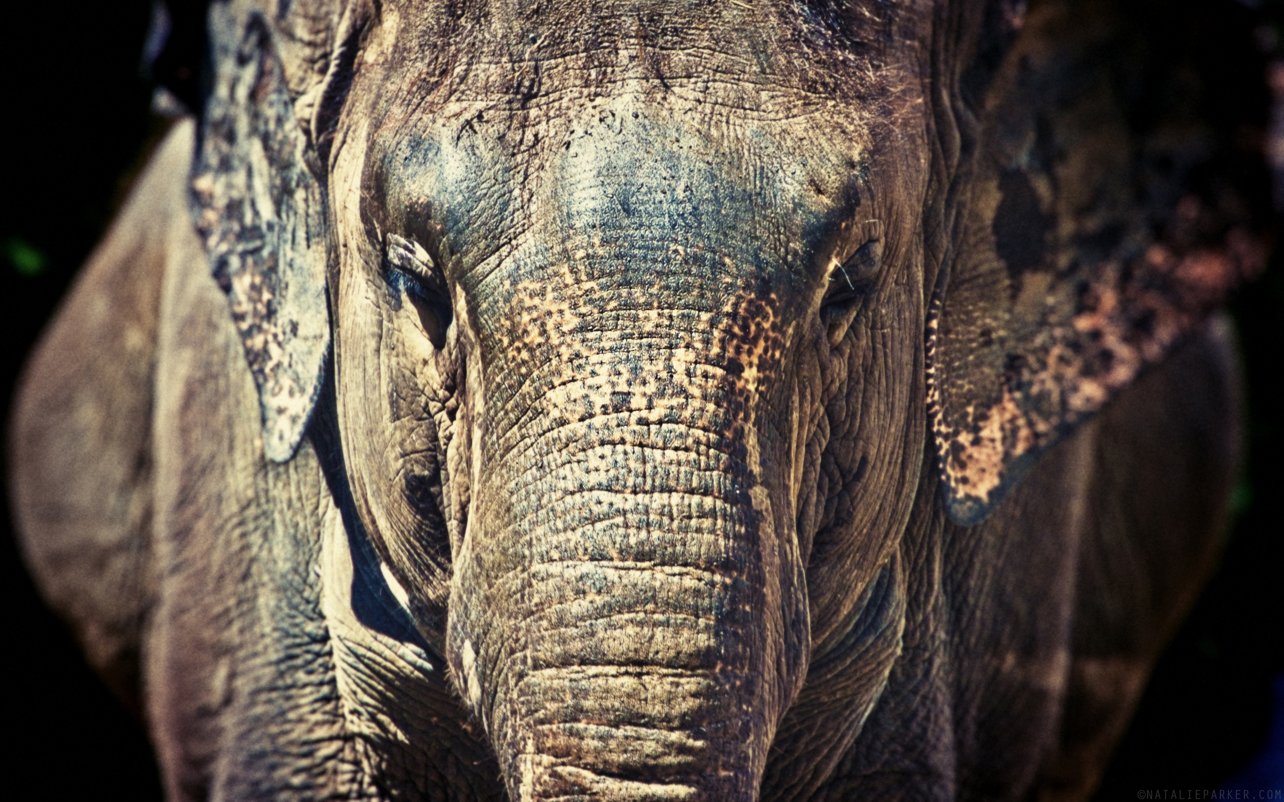 高清晰亚洲象elephant壁纸