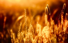 高清晰户外野生灌木植物摄影-小麦-芦苇