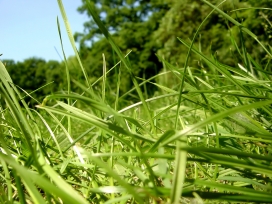 阳光沐浴着草！高清晰翠绿植物壁纸