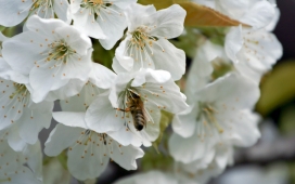 高清晰蜜蜂与鲜花壁纸