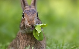 高清晰可爱吃小白菜的兔
