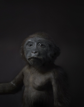 Echo猩猩猴子“木乃伊”摄影图-芬兰赫尔辛基Perttu Saksa摄影师作品