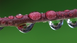 高清晰树枝水珠水滴壁纸