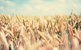 高清晰夏季金灿灿小麦麦穗植物壁纸