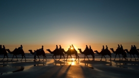 骆驼-高清晰黄昏下的骆驼团队壁纸