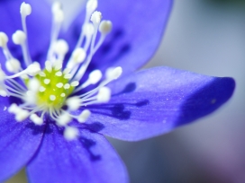 purple flower紫花壁纸