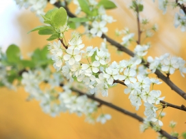 树开花-高清晰小百花壁纸