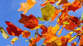 秋天-五颜六色的树叶