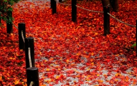 秋的记忆-京都圆光寺的红枫树落叶秋景
