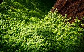 高清晰森林绿色叶子植物壁纸