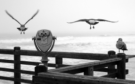 高清晰海滨飞往栏杆上的海鸥鸟