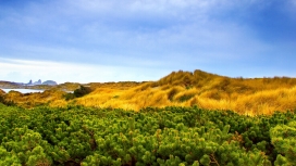 高山植被-高清晰松树林与黄色草地壁纸