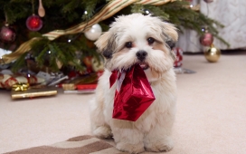嘴叼圣诞礼盒的可爱小狗