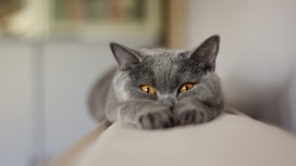 高清晰灰色的小猫壁纸