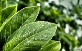 高清晰滴在树叶上的雨滴