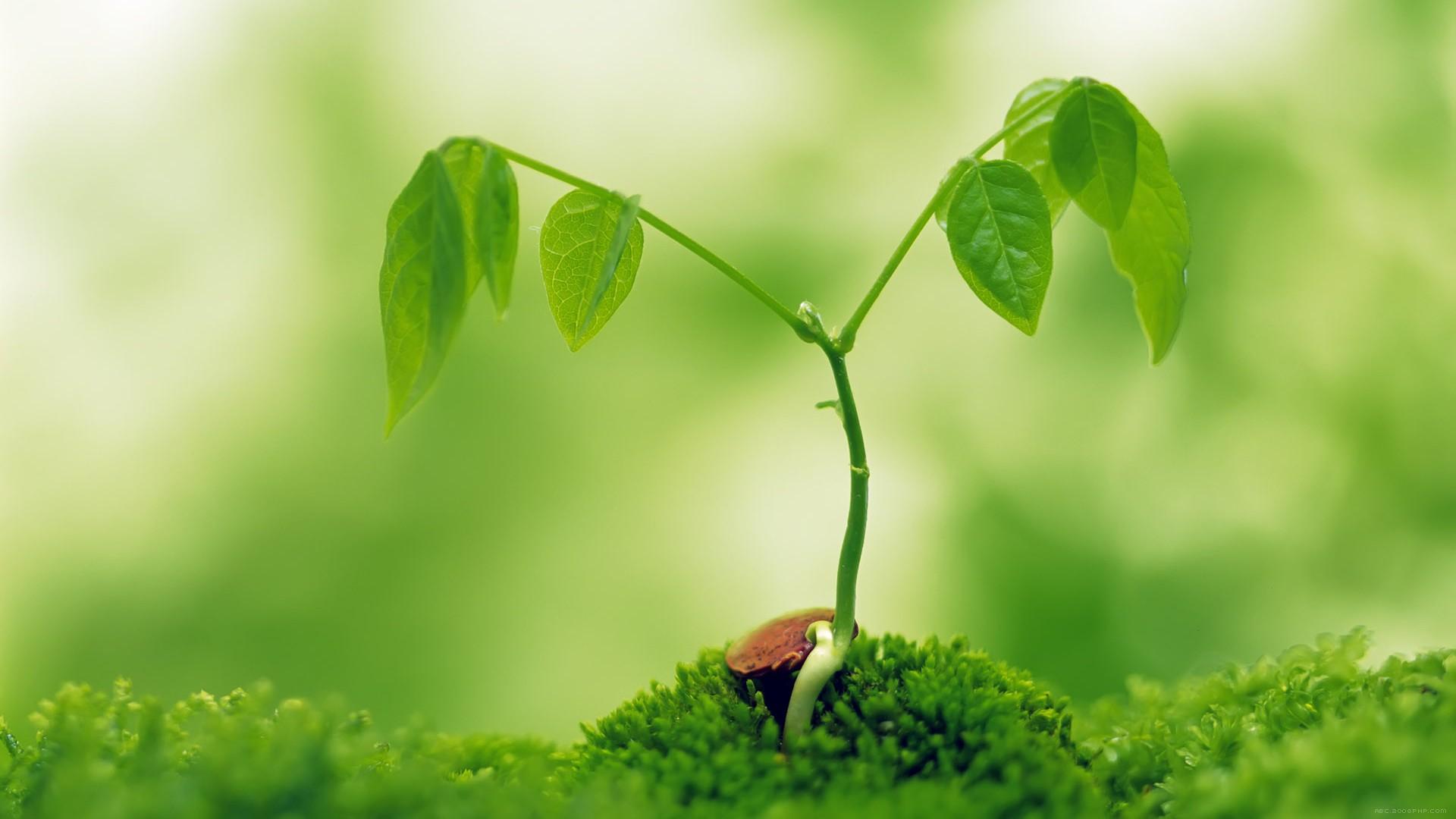 高清晰脆嫩绿芽植物壁纸