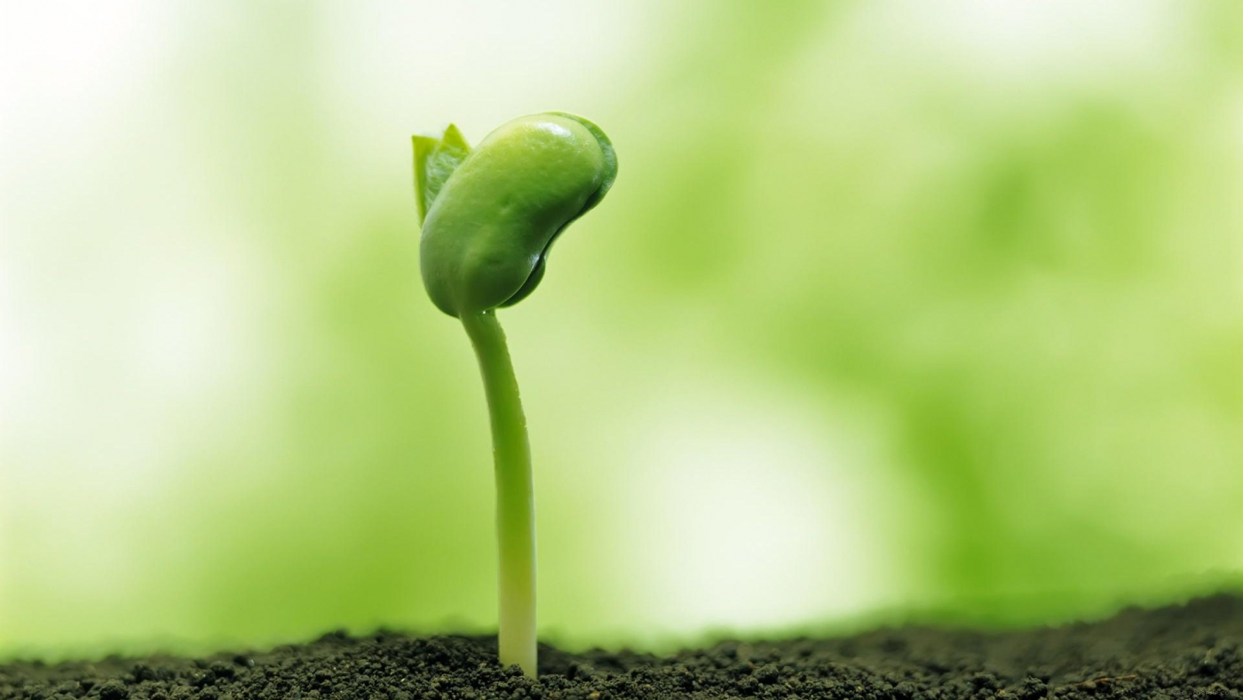 高清晰脆嫩绿芽植物壁纸