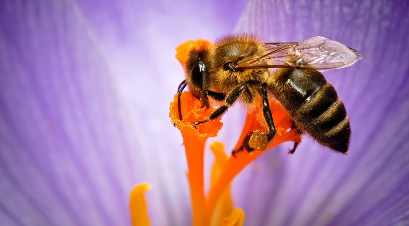 当前位置:网站首页 - 图库素材 - 艺术摄影 图片信息简介:采蜜的蜜蜂