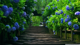 日本花园的楼梯