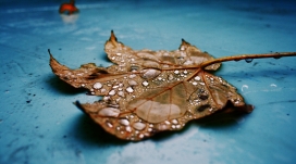 滴在枯叶上的水珠