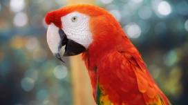 红色parrot鹦鹉壁纸
