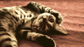 躺在地毯上的有趣猫