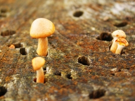 毒蕈-蘑菇