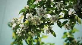 漂亮的绿白色茉莉花树枝写真