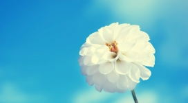 蓝色背景下的白色花