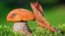 绿草上的蘑菇与枯叶