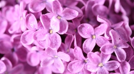 漂亮紫色丁香花壁纸