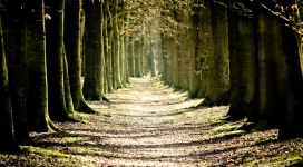 绿树成荫的路径