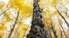 黄色疙瘩树干