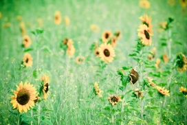 绿色草场里的向日葵太阳花
