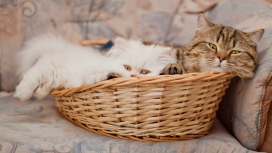 睡在竹编篮子里面的白猫与花猫