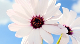 两朵白色的雏菊