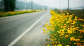 公路沿线的黄色花朵