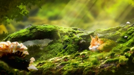躲在绿色苔藓植物后的狡猾狐狸
