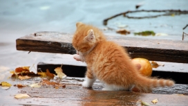 在雨中的橙色小猫