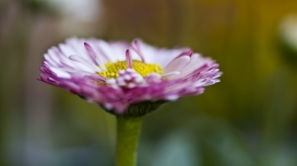 超微距下的菊花